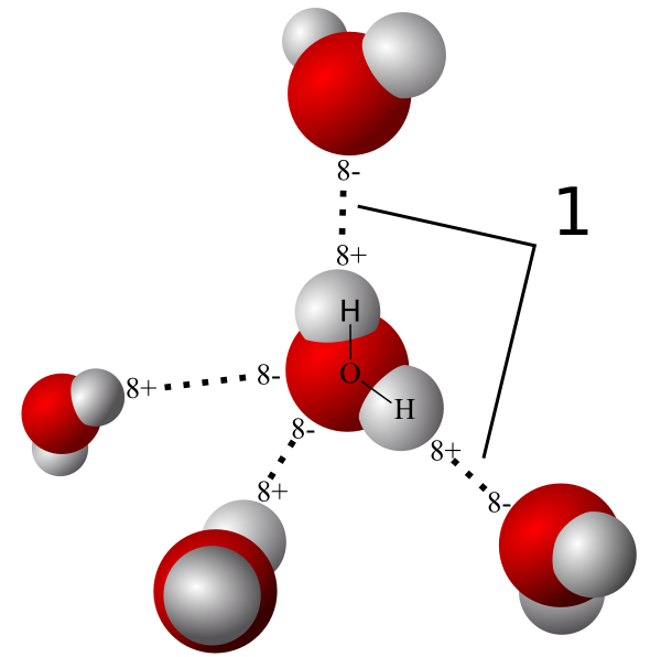 Mô hình liên kết hydrogen trong phân tử nước