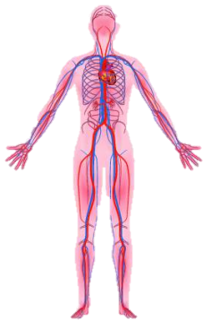 Hình ảnh sau mô tả hệ cơ quan nào của cơ thể người