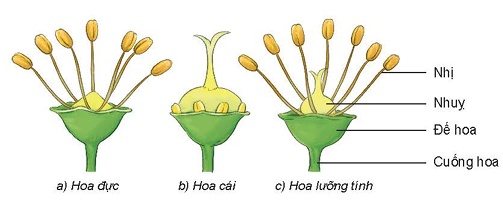 Công nghệ lớp 9, sơ đồ cấu tạo ba loại hoa của cây ăn quả.olm
