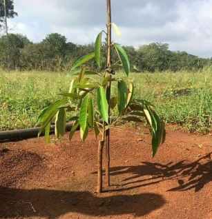 Công nghệ 9, Trồng cây sầu riêng.olm