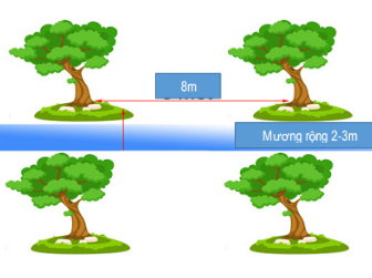 Công nghệ 9, Khoảng cách trồng cây sầu riêng.olm