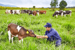 Hình ảnh, Lịch sử và Địa lí lớp 4, OLM