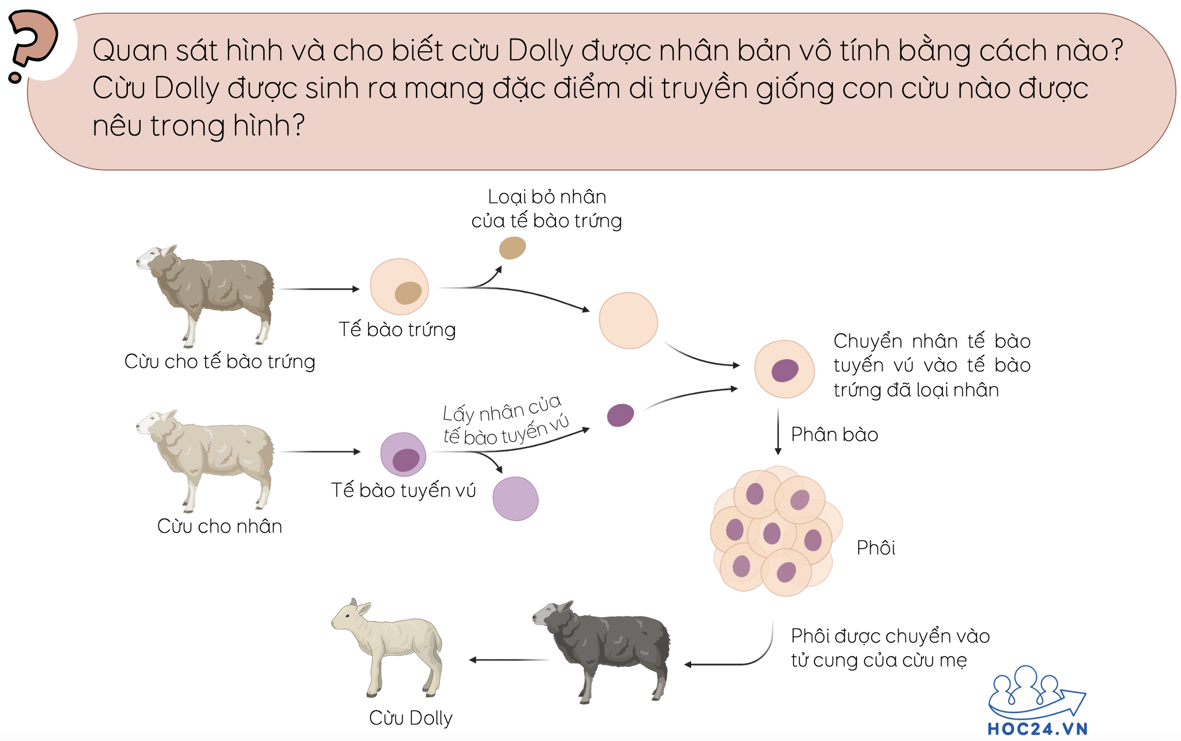 Nhân bản vô tính olm hoc24