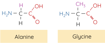 KHTN 9, Amino acid