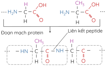 KHTN 9, Protein