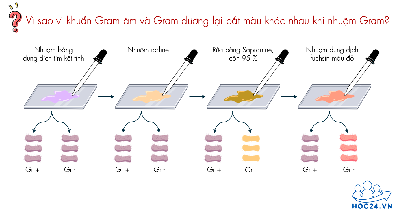 Nhuộm Gram