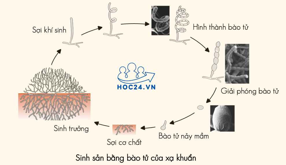 Sinh sản bằng bào tử ở xạ khuẩn