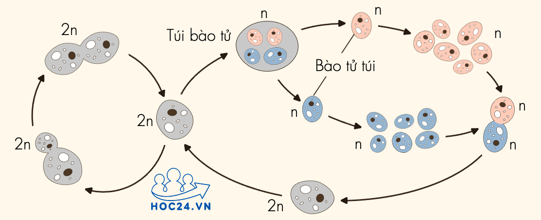 Phân loại nấm men  VOER