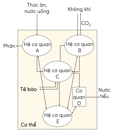 KHTN 8, mối quan hệ giữa các hệ cơ quan trong cơ thể người