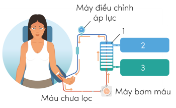 KHTN 8, lọc máu