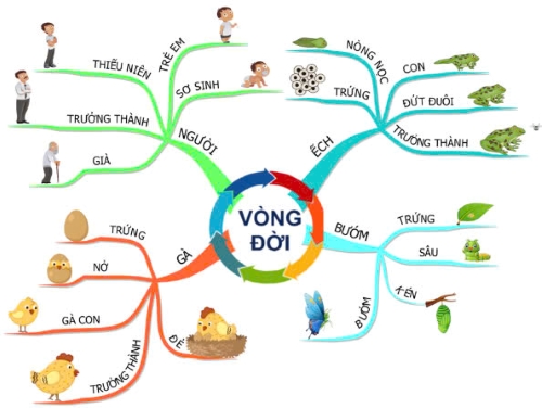 olm, Tin học 6, Kiểm tra giữa học kì 2