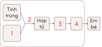 Khoa học 5, sơ đồ sự hình thành cơ thể người