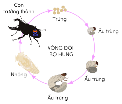 Sinh học 11, vòng đời bọ hung