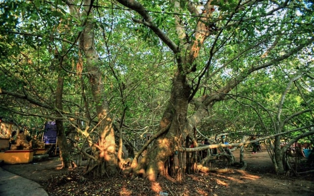 dàn Gừa