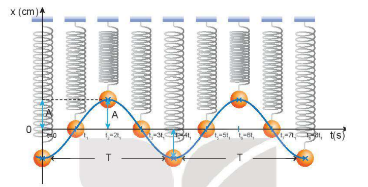 Hình 1.2. Dao động của con lắc lò xo