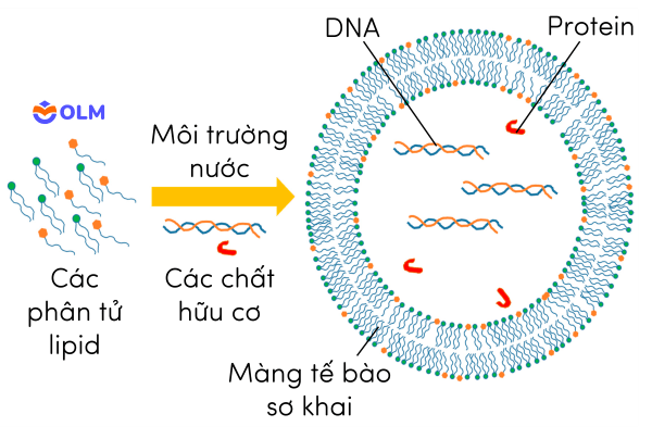 Sinh học 12, sự hình thành tế bào sơ khai