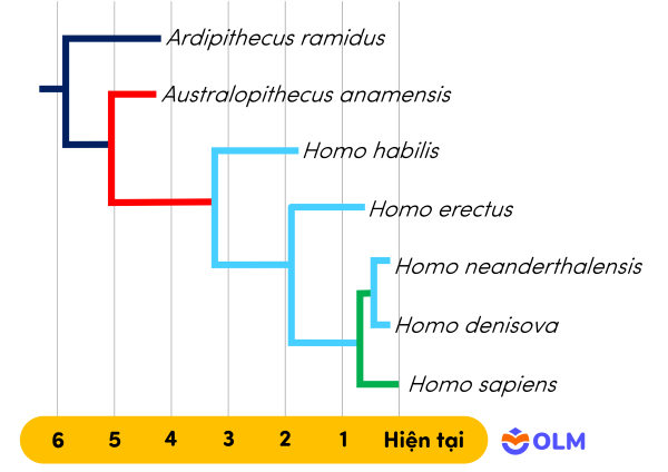 sinh học 12, sơ đồ phát sinh loài người