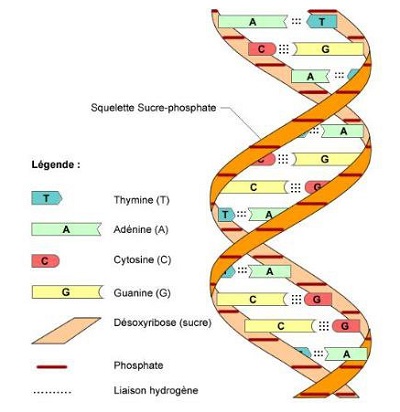 cấu trúc DNA, hoc 24