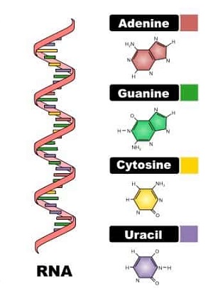 cấu trúc RNA, hoc24