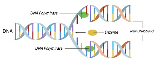 Quá trình tái bản DNA, hoc24