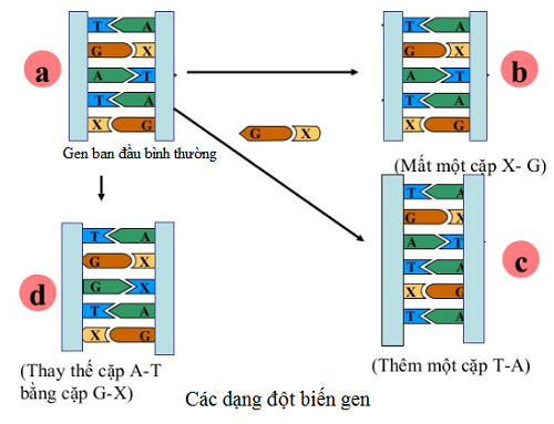 đột biến gene, hoc24