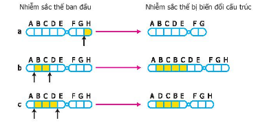 Một số dạng đột biến cấu trúc NST