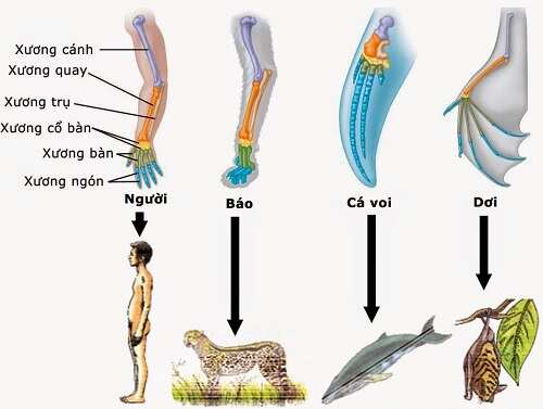 cơ quan tương đồng, sinh 12, hoc24