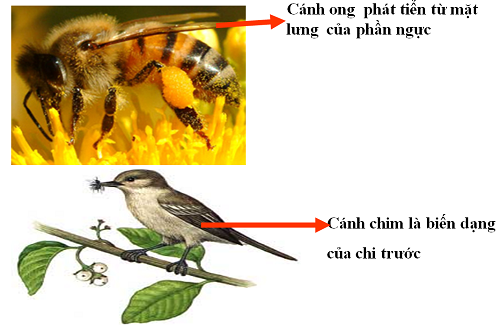 cơ quan tương tự, hoc24