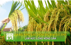 Công nghệ 7, giống chống sâu bệnh, hoc24