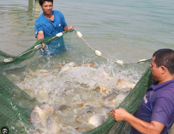 Công nghệ 7, thu hoạch cá, hoc24