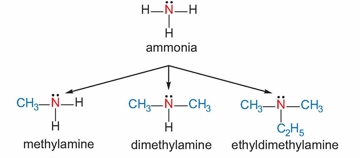 Ví dụ về amine hoc24