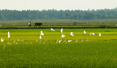 Quang cảng một phần vùng châu thổ sông Cửu Long