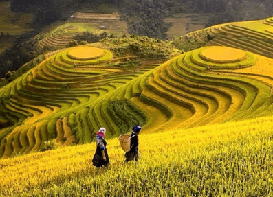 Trồng lúa trên các ruộng bậc thang ở vùng Tây Bắc Việt Nam