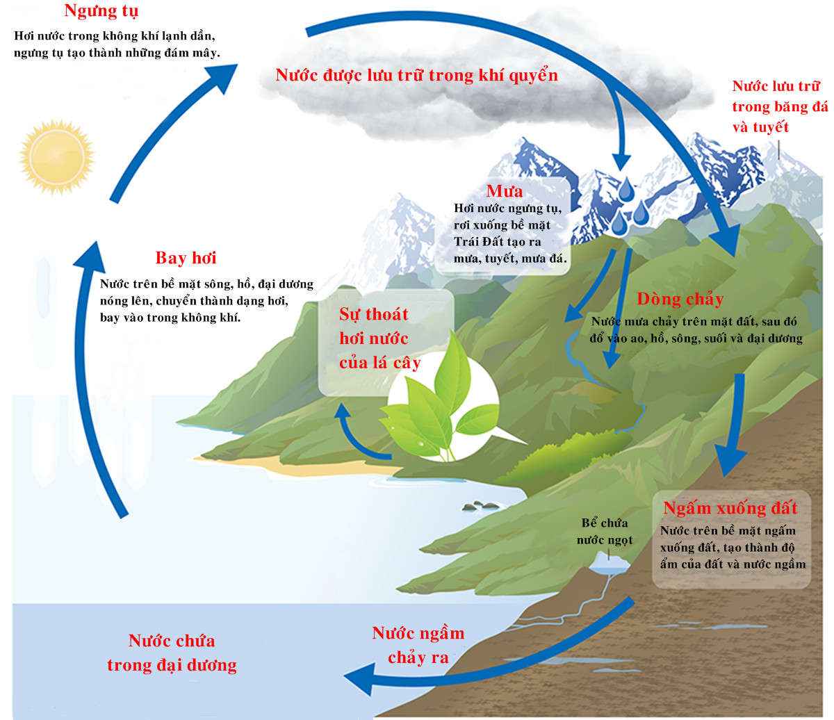 Vòng tuần hoàn của nước