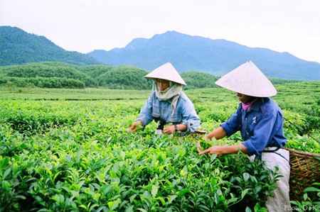 Trồng chè ở Thái Nguyên (Việt Nam)