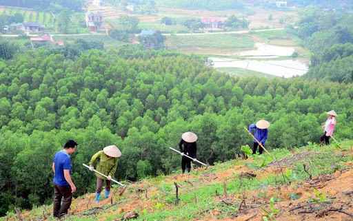 Hoạt động trồng rừng