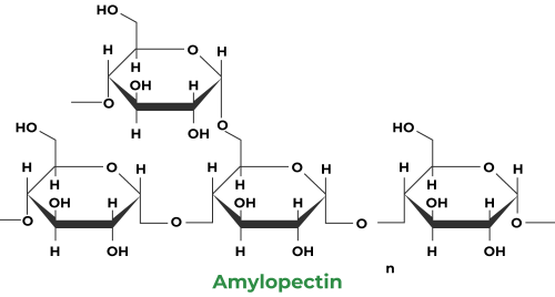 Hóa học 12, amylopectin, hoc24