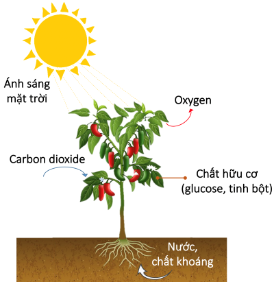 Hóa học 12, quang hợp, hoc24