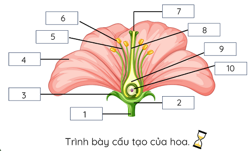 cấu tạo của hoa