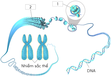 Cấu trúc hiển vi của nhiễm sắc thể