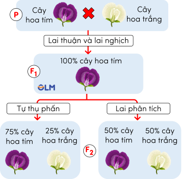 Thí nghiệm của Mendel