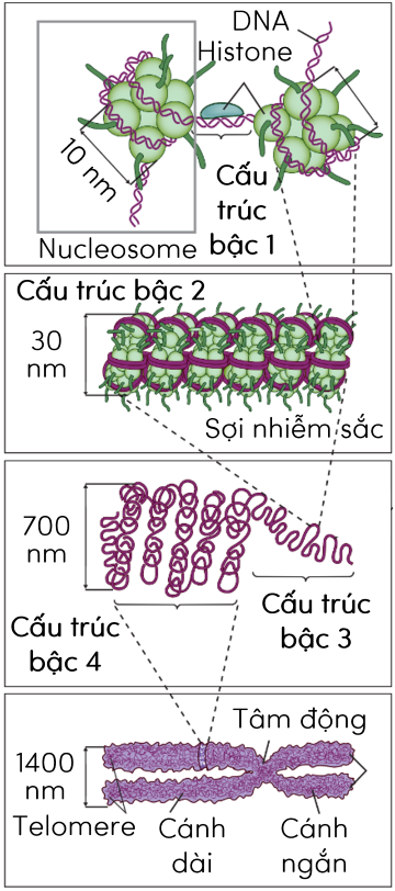 Cấu trúc siêu hiển vi của nhiễm sắc thể