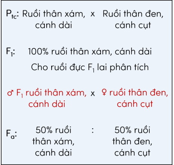 KHTN 9, cách tiến hành và kết quả thí nghiệm của Morgan