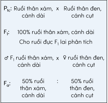 KHTN 9, cách tiến hành và kết quả thí nghiệm của Morgan