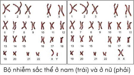 Sinh học 12, bộ NST lưỡng bội ở nam và nữ