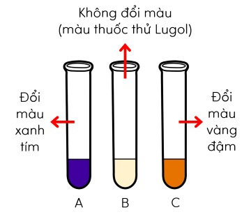 sinh học 11, thí nghiệm kiểm tra hoạt tính enzyme dưới ảnh hưởng của nhiệt độ