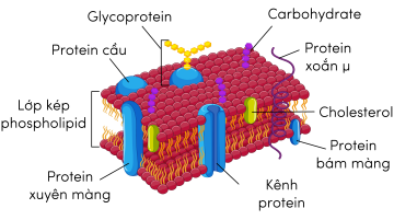 Sinh học 10, cấu tạo màng sinh chất