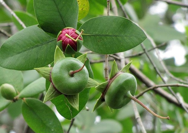 Quả bần