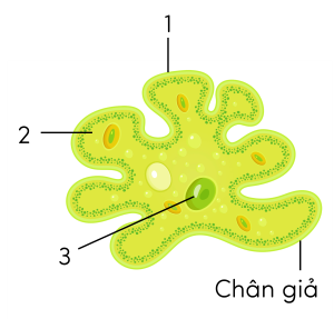 KHTN 6, trùng biến hình