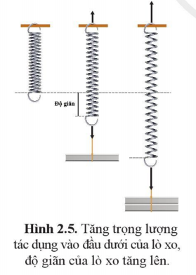 Treo lò xo vào giá thí nghiệm